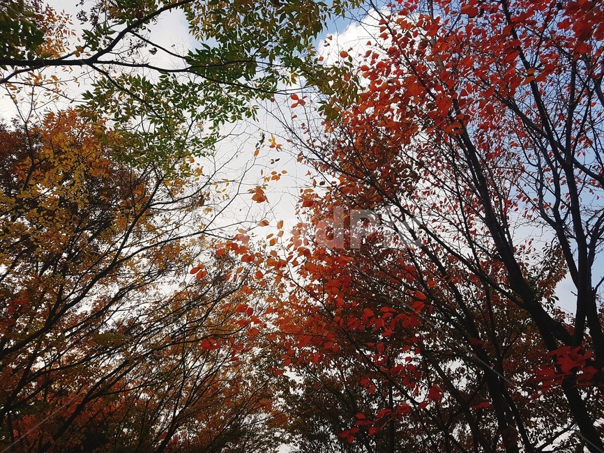 단풍,가을,낙엽,나뭇잎,잎사귀,풍경,식물,tree,나무,pant,maple,가을,계절,fall,autumn,season,leaf,잎,plant