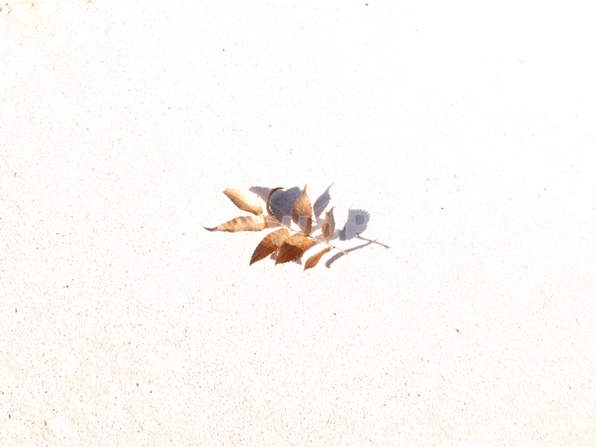 낙엽,가을,아름다운,침묵,배경,가을,계절,fall,autumn,season,식물,자연,plants,nature