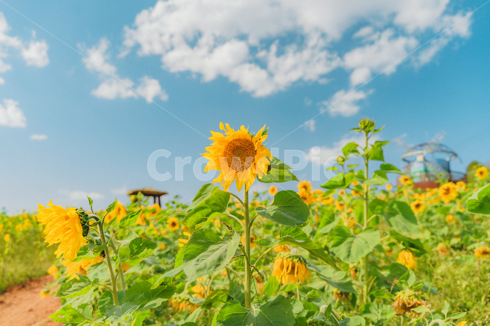 식물,해바라기,꽃,flower,plant,landscape,한국풍경,국내풍경,자연,풍경,nature,landscape,식물,plants,꽃,flower