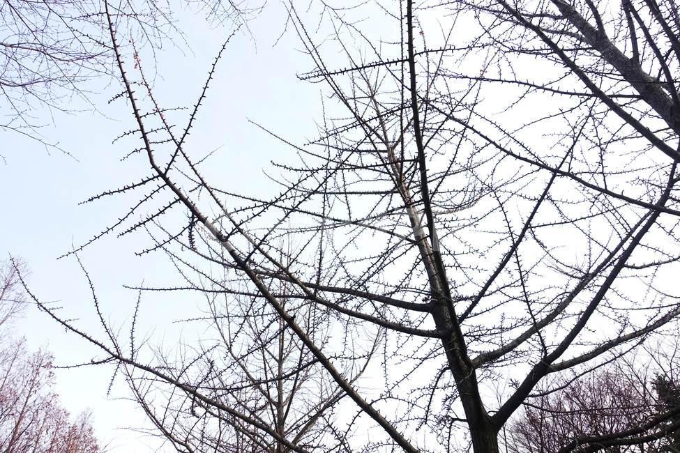겨울나무,앙상한나무,나무가지,나무,나뭇가지,겨울,계절,winter,season,식물,자연,plants,nature,나무,trees,wood