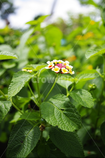 란타나,꽃,flower,식물,plant,자연,nature,식물,자연,plants,nature,꽃,flower
