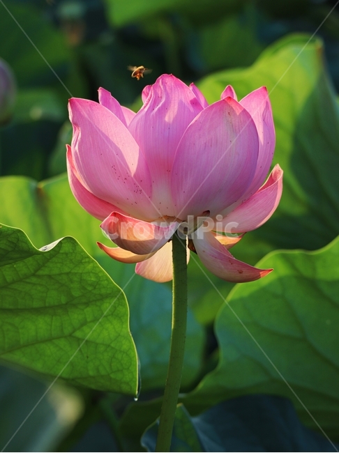 연꽃,벌,빛,붉은색,여름,식물,자연,plants,nature,꽃,flower,동물,animal,곤충,벌레,insect,bug