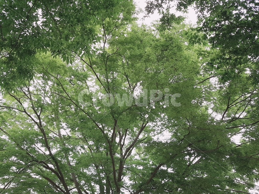 나뭇잎,초록색,여름,summer,계절