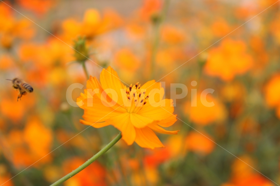 가을,계절,추위,가을하늘,꽃,코스모스,주황색,플라워,벌,꽃밭,하늘공원,autumn,weather,flower,bee,skypark,cool,season,orange,식물,자연,plants,nature,꽃,flower,동물,animal,곤충,벌레,insect,bug