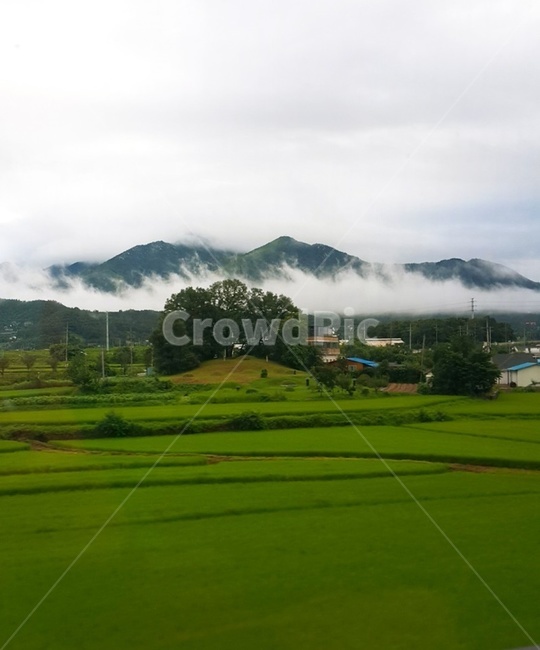 가평,산,안개,물안개,논,시골,나무,gapyeong,mountain,fog,wetfog,rainfog,ricepaddy,country,tree,시골,마을,풍경,landscape,country,rural,town