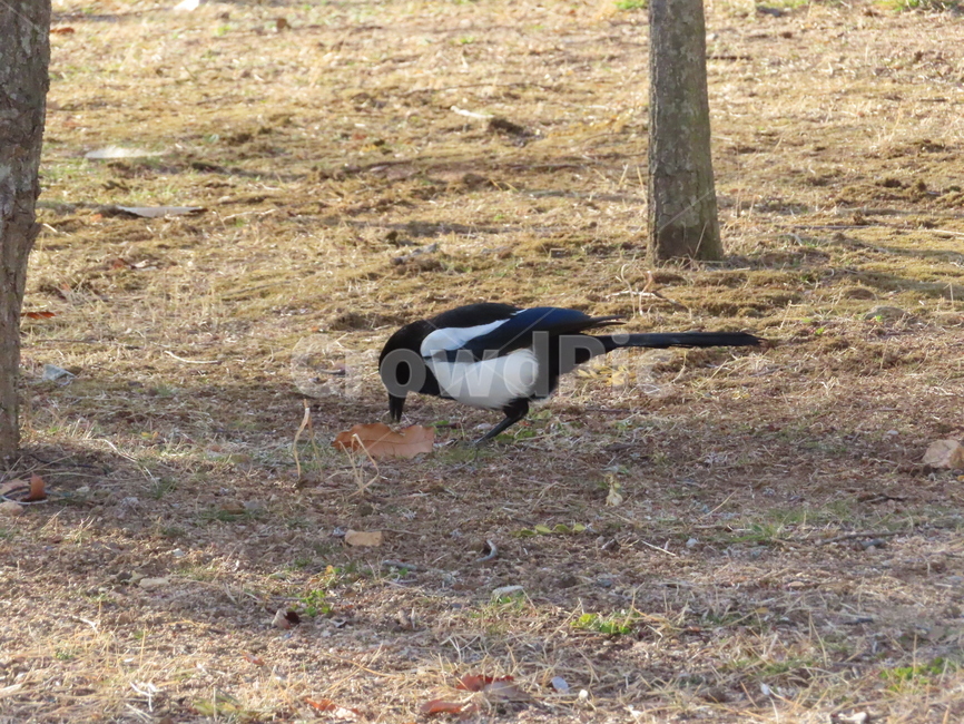 까치,동물,잡초,흙,봄,새,조류,갈색,식물,자연,한국조류,magpie,animal,weed,dirt,nature,spring,bird,brown,flora,동물,animal,조류,새,birds