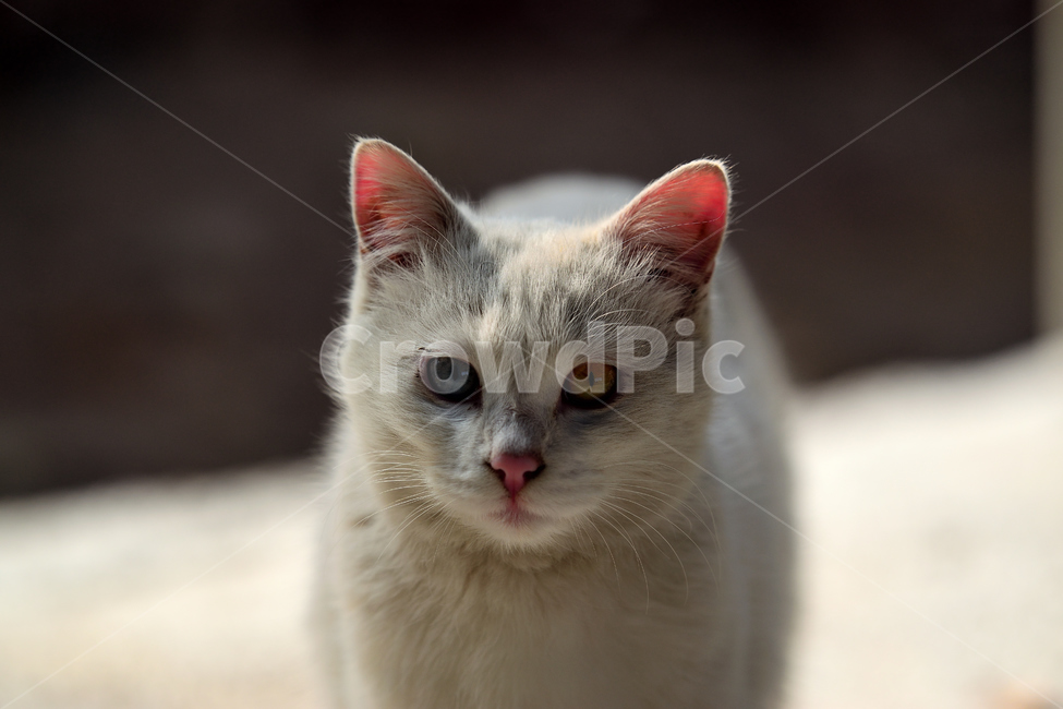 반려묘,애완동물,고양이,오드아이,하얀,흰색,애완묘,동물,animal,포유류,mammal,고양이,cat,kitten,kitty