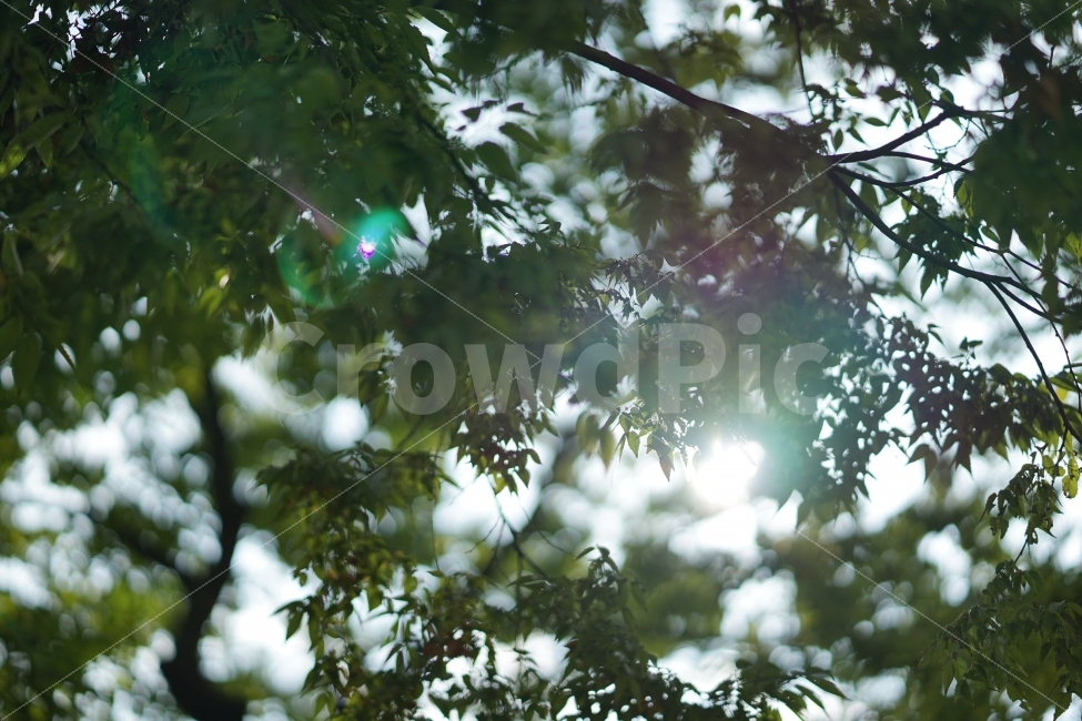 나무,자연,나뭇잎,풀,햇빛,낮,식물,자연,plants,nature,휴식,힐링,rest,relaxation,healing,감성,sensible,feeling