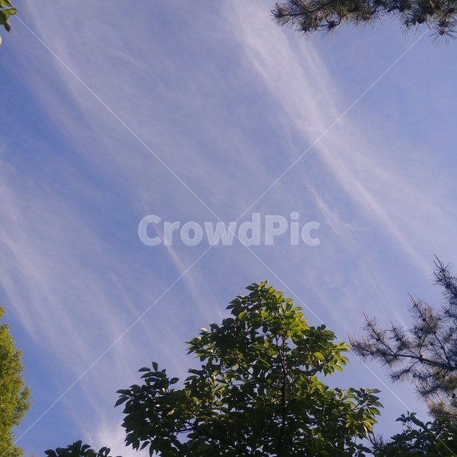 하늘,나무,구름,파란,푸릇푸릇,여름,sky,summer