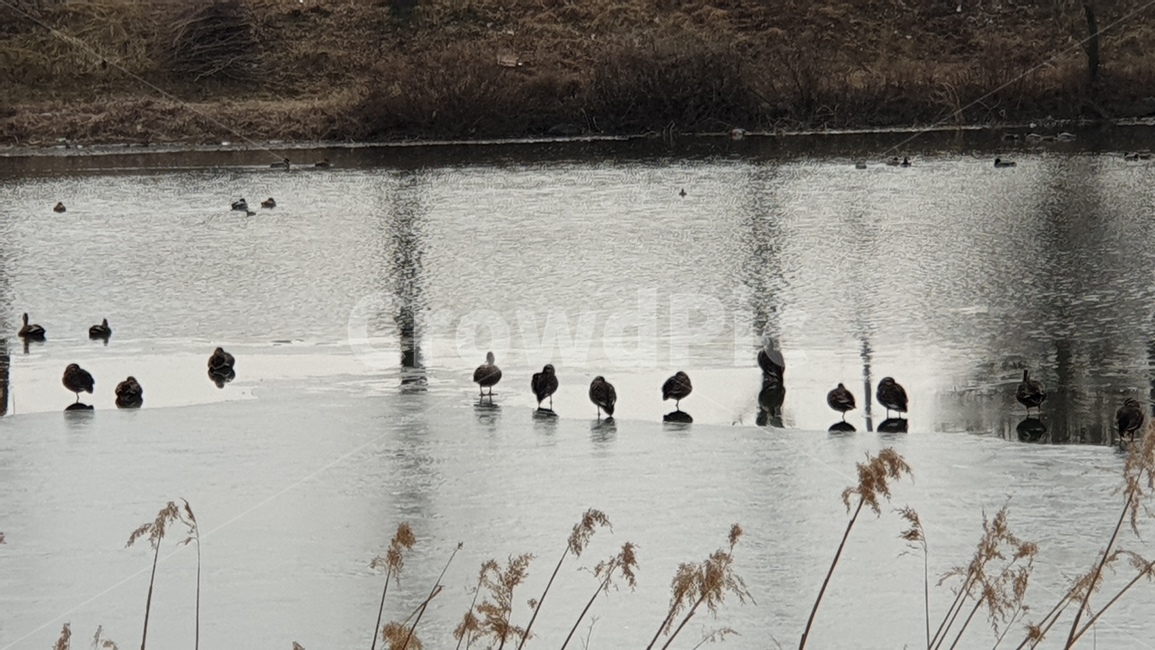 오리,강,얼음,겨울강,겨울,동물,bird,새