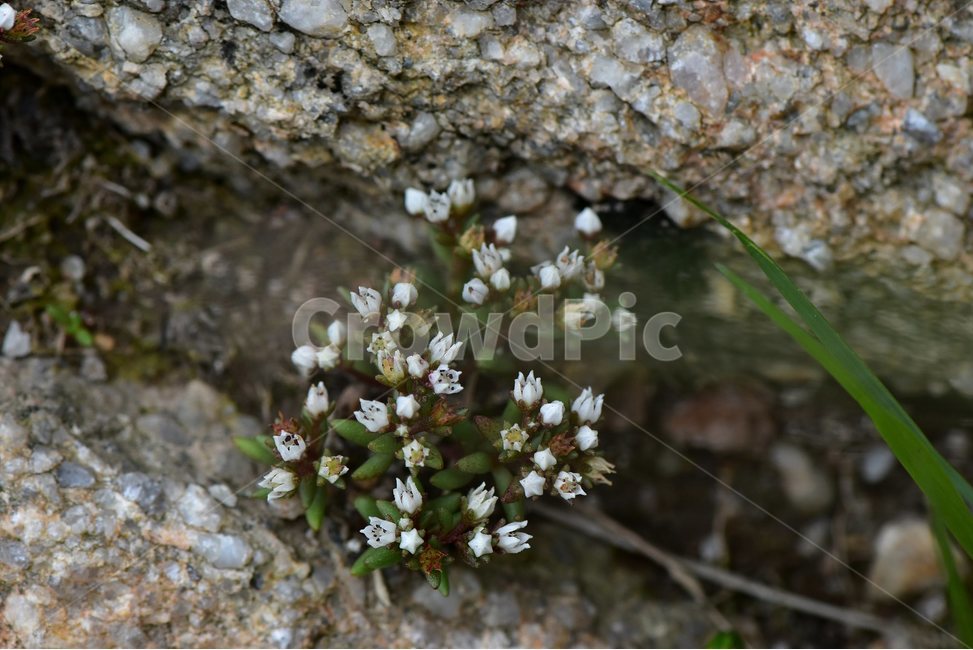난쟁이바위솔,야생화,식물,자연,꽃,생태,힐링,플라워,wildflower,flower,plants,nature,season,감성,느낌,emotion,feeling,여름,난장이바위솔,돌나물과,나쟁이바위솔속,식물,자연,plants,nature
