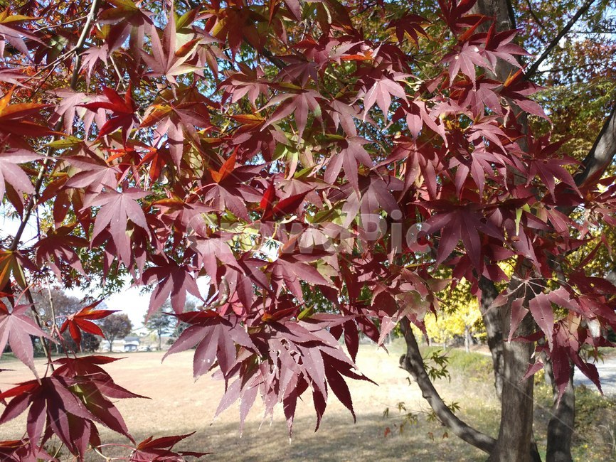가을단풍,가을,엽록소,plant,식물,leaf,잎,tree,나무,maple,단풍,가을,계절,fall,autumn,season