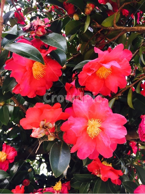 꽃,자연,식물,flower,nature,동백,동백꽃,빨간색,빨강,분홍,분홍색,진홍,진홍색,red,pink,식물,자연,plants,nature,꽃,flower