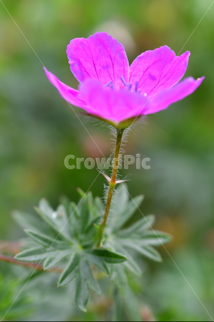 야생화,꽃,자연,식물,풍경,식물,자연,plants,nature,꽃,flower