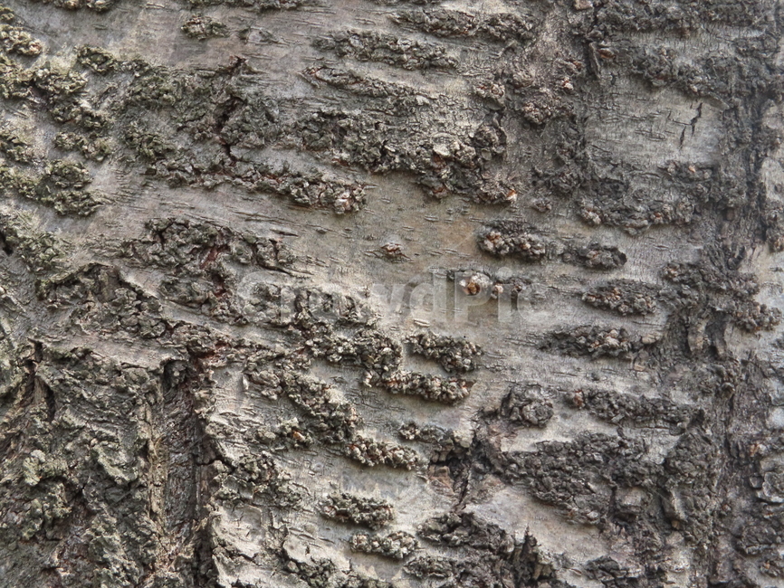 나무,통나무,피부,껍질,식물,내추럴,갈라짐,tree,log,skin,bark,plant,natural,crack,나무,trees,wood,텍스처,질감,패턴,texture,pattern