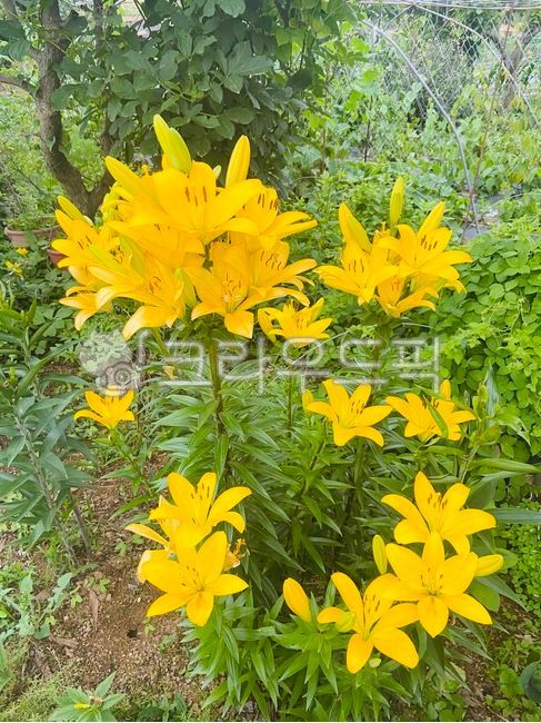 꽃,노란꽃,flower,식물,백합