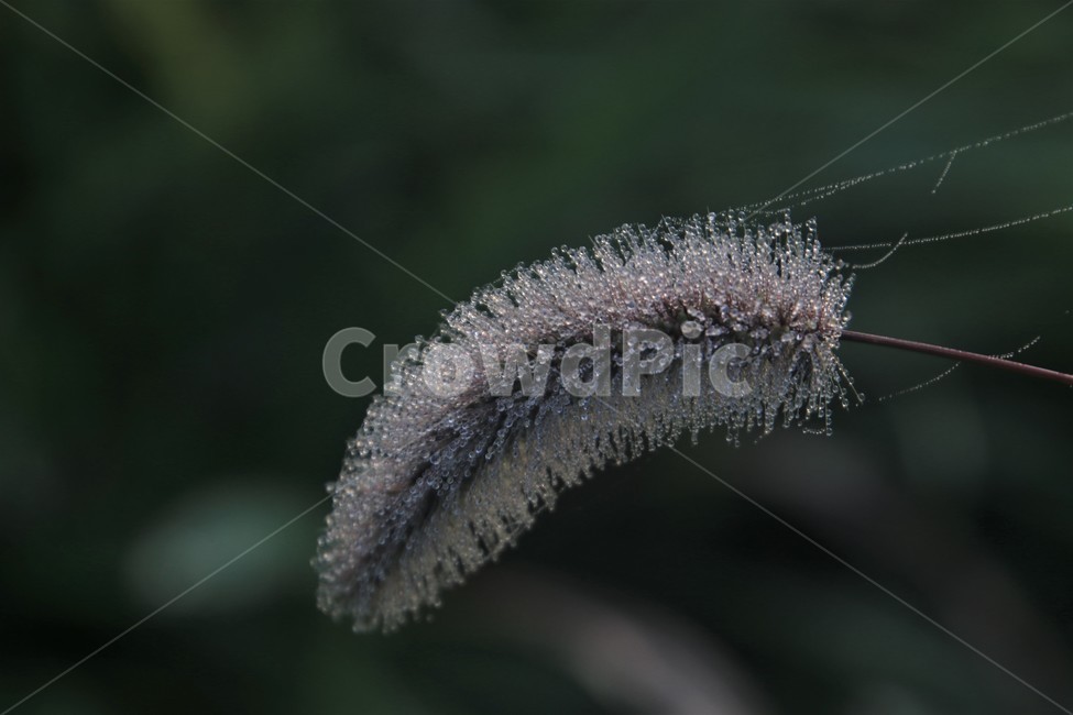 plant,식물,grass,잔디,이슬,새벽,맺힘,아침,식물,자연,plants,nature