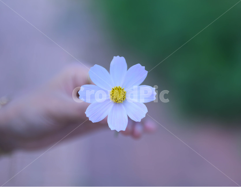 plant,식물,daisy,데이지,flower,꽃,꽃,flower