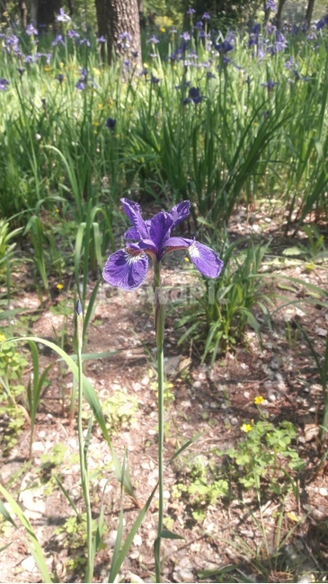 아이리스,flower,꽃,식물,붓꽃,iris,식물,자연,plants,nature,꽃,flower
