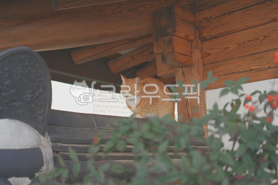 Stray cat,cat,hibernation,sleeping cat,stray cat