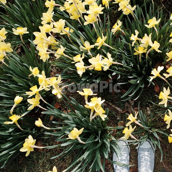 꽃,꽃밭,자연,식물,향기,감성,계절,봄,한국꽃,색채,색감,flower,flowers,plants,nature,beautiful,spring,yellow,식물,자연,plants,nature,꽃,flower,신체일부,몸,body