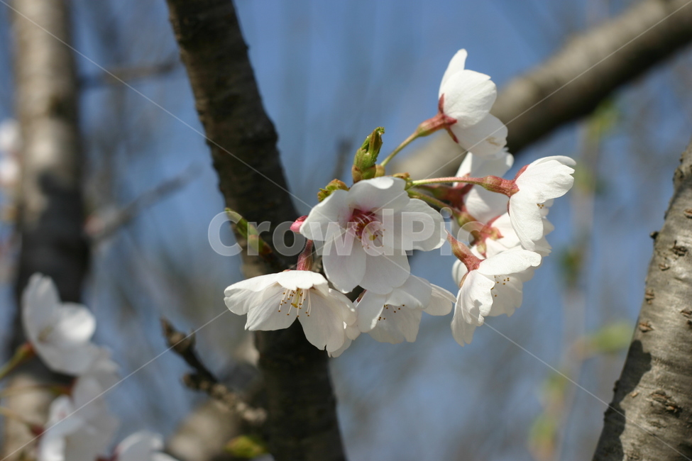 벚꽃,cherryblossom,sakura,flower,yinghua,yinghua,sakuraflower,background,white,tree,leaf,plant,green,nature,leaves,branch,fruit,isolated,spring,fresh,foliage,garden,agriculture,flora,growth,forest,herb,organic,blossom,pine,macro,closeup,closeup,natural,twig,bloom,beauty,blooming,beautiful,petal,season,outdoors,environment,freshness,lush,grass,bouquet