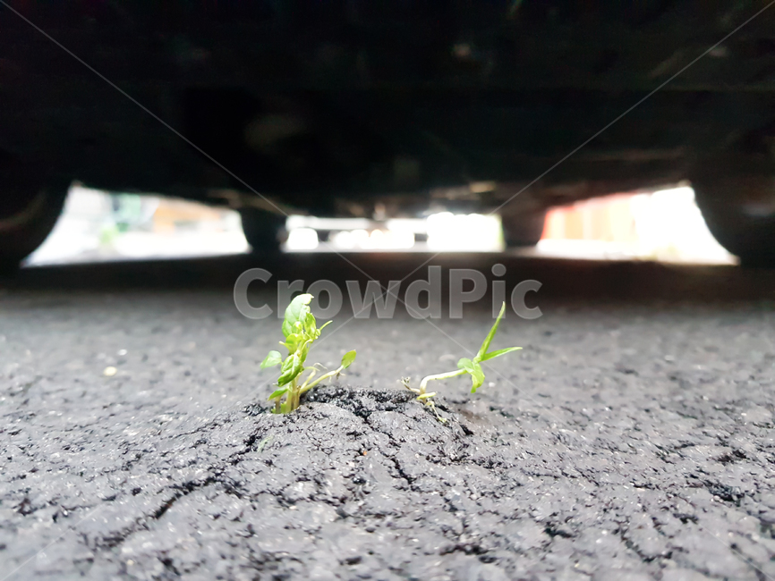 아스팔트,자연,식물,도시,잡초,식물,자연,plants,nature