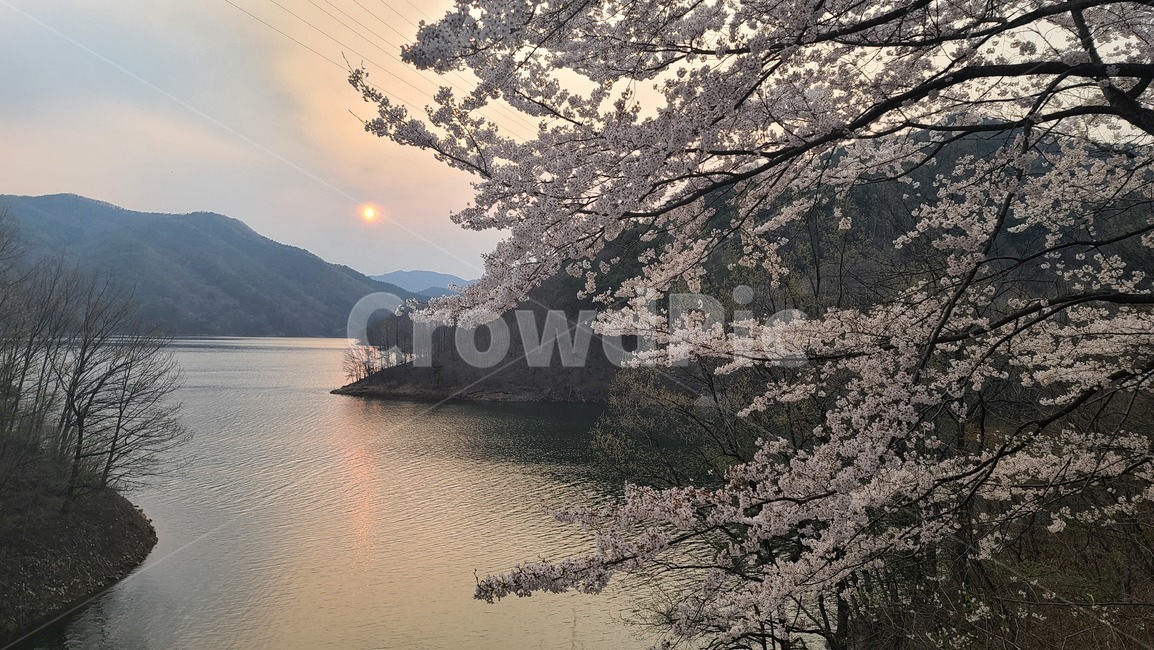 봄,벚꽃,일몰,해질녘,호수