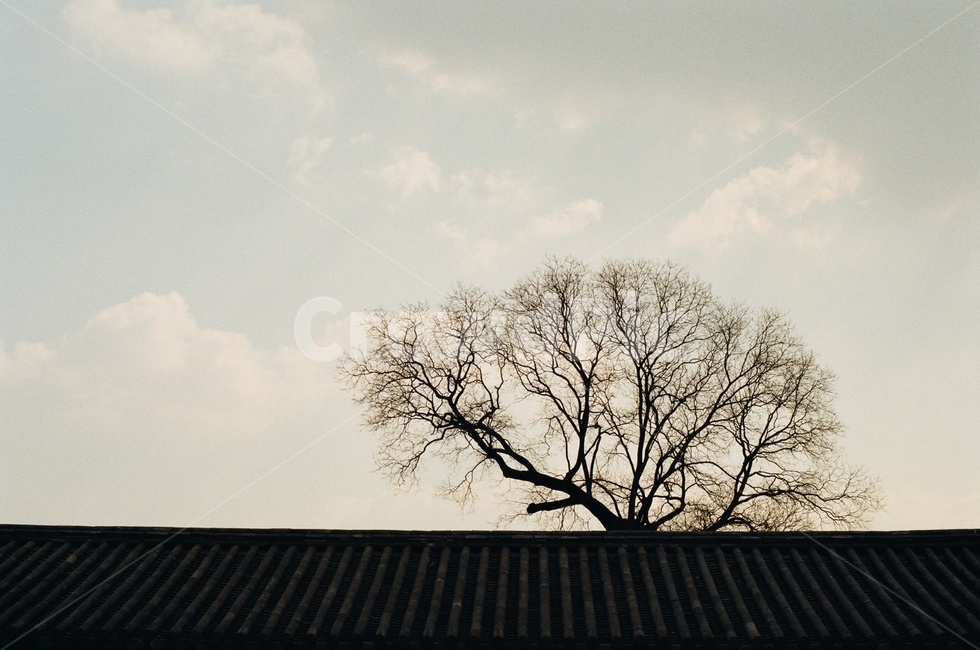 창경궁,궁,봄,하늘,나무,필름,한국전통,한국문화,korean traditional,korean culture,식물,자연,plants,nature,나무,trees,wood,건축물,건물외관,exterior,building,structure,architecture,construction