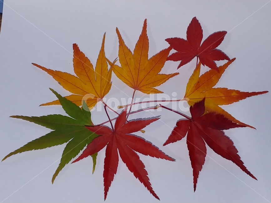 가을,단풍,나뭇잎,단풍잎,낙엽,잎,leaf,식물,나무