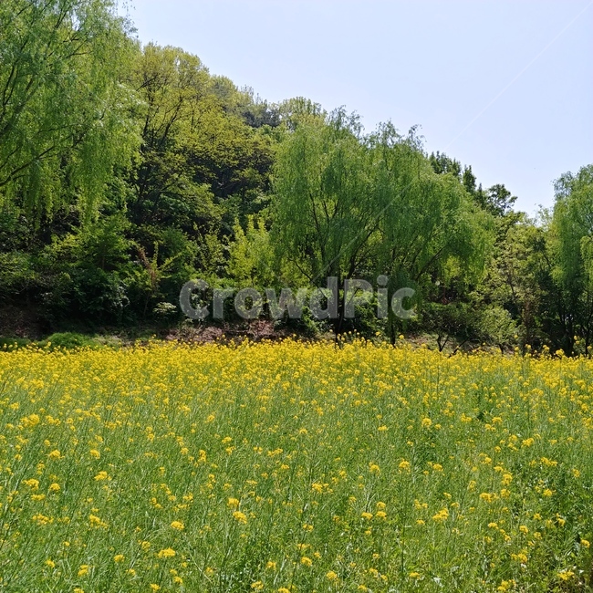 유채,유채꽃,꽃밭,노랑,꽃,나무,숲,노란색,초록색