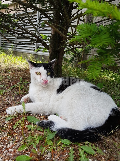 lying cat,cat front,background,cat,tree,summer