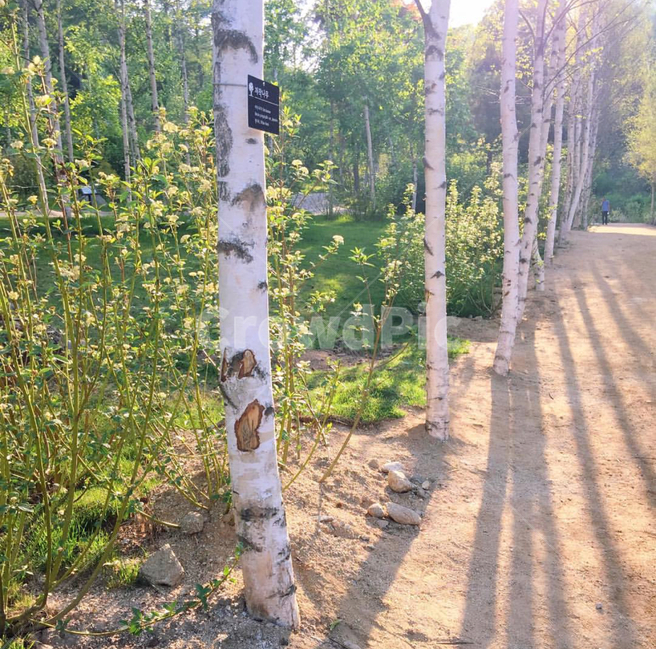 자작나무,그림자,나무,자연,햇살,따스함,자연,풍경,nature,landscape,식물,plants,나무,trees,wood