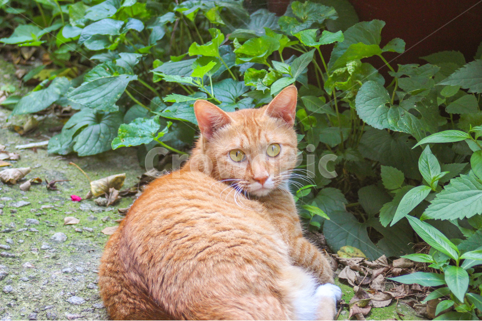 고양이,cat,동물,animal,길고양이,감성사진,감성,동물사진,숲,풀,자연,grass,nature,자세,pose,동물,animal,포유류,mammal,고양이,cat,kitten,kitty