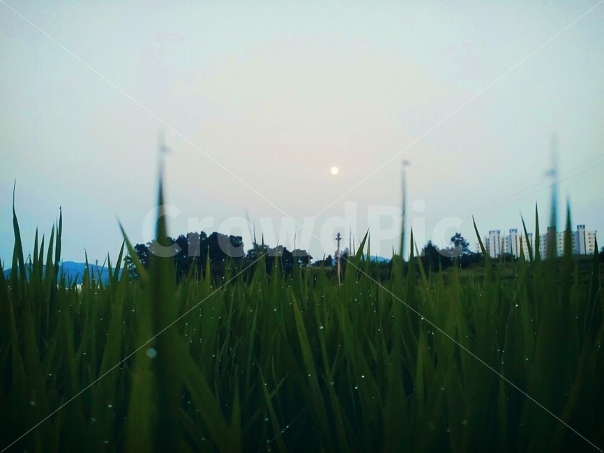 달,벼,쌀,풀,이슬,하늘,파랑,보름달,초록,하양,물방울,물,나무,초저녁,저녁,식물,자연,plants,nature