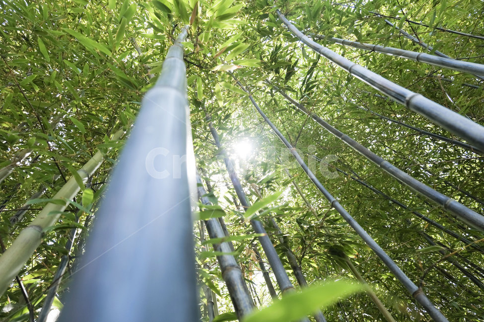 풍경,대나무,대숲,자연,빛,그린,green,landscape,bamboo,nature,light,sunlight,자연,풍경,nature,landscape,plant,식물
