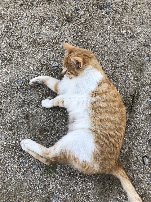 치즈냥,길고양이,냥냥이,고양이,길바닥