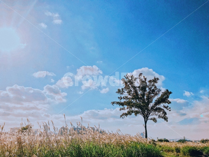nature,자연,outdoors,옥외,plant,식물,grass,잔디,갈대,나무,tree