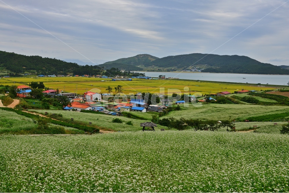 nature,자연,plant,outdoors,옥외,blossom,flower,꽃,field,들,grassland,rural,농촌,farm,농장,meadow,목초지,장흥,선학동마을,메밀곷축제,논,농업,농사,농경,경작,바다,하늘,구름
