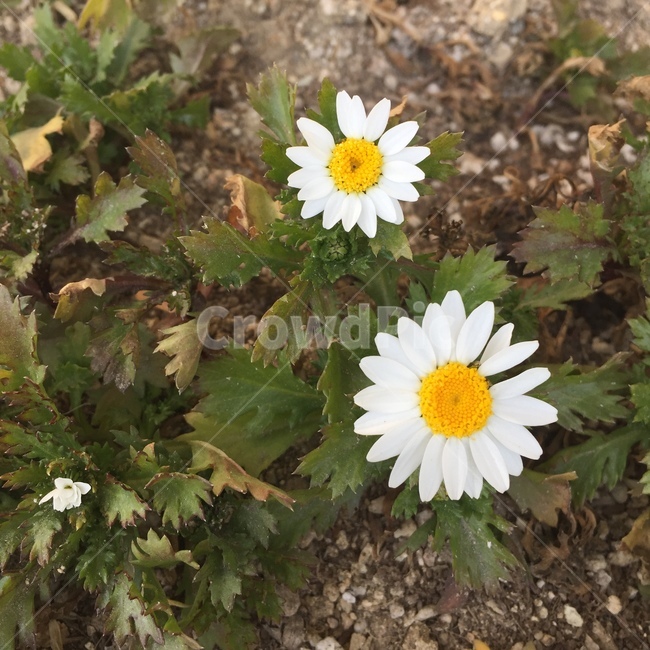 꽃,흰색,들꽃,2송이,배경,식물,자연,plants,nature,꽃,flower
