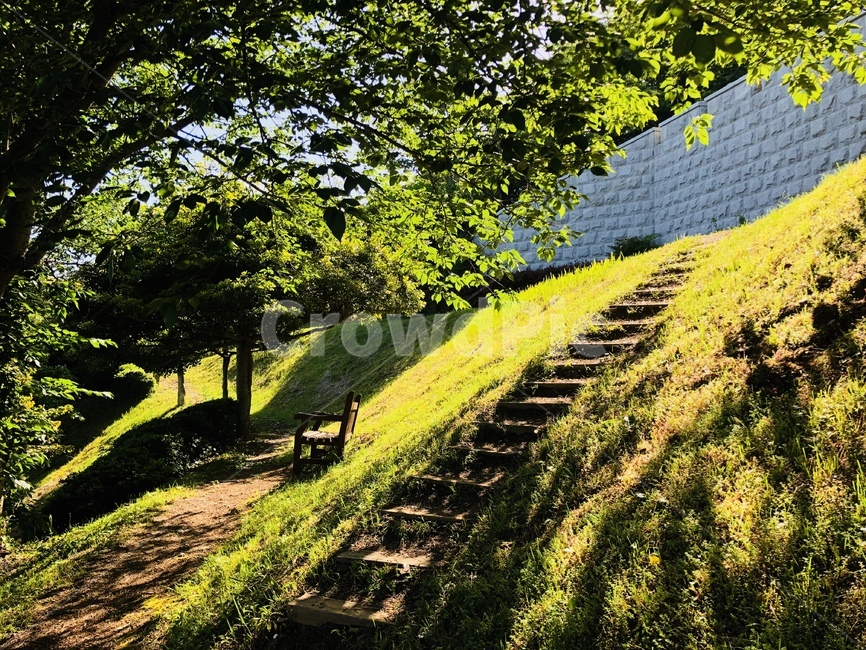 나무,풍경,자연,tree,계단