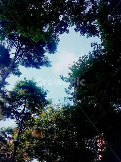 공원,나무,하늘,구름,가로등