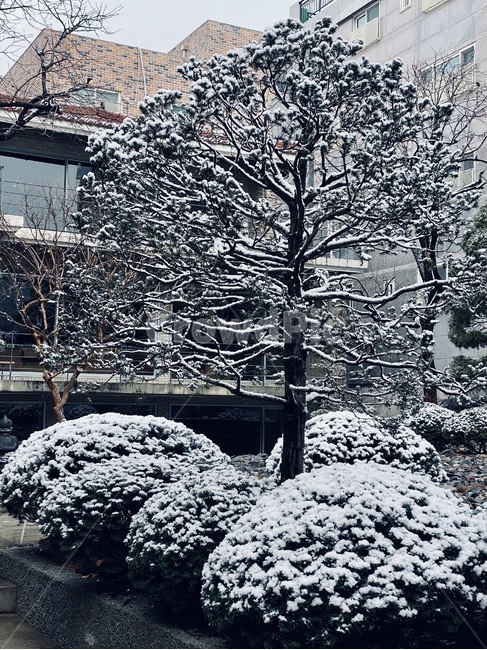 snow,눈,ice,nature,나무,tree