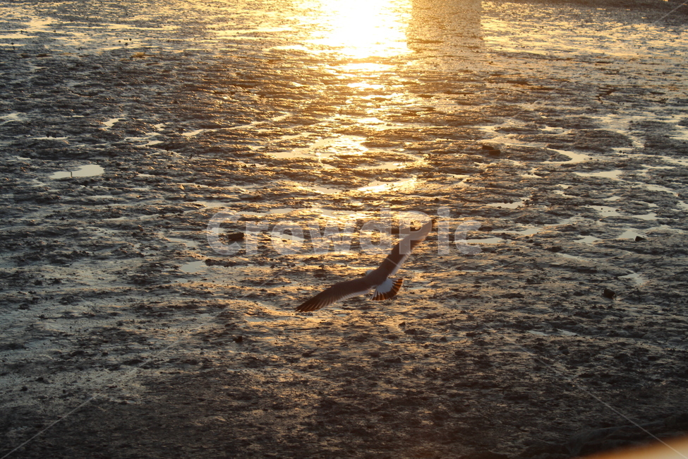 노을,하늘,구름,갯뻘,갈매기,sunset,mud,bird,새,동물,animal,조류,새,birds