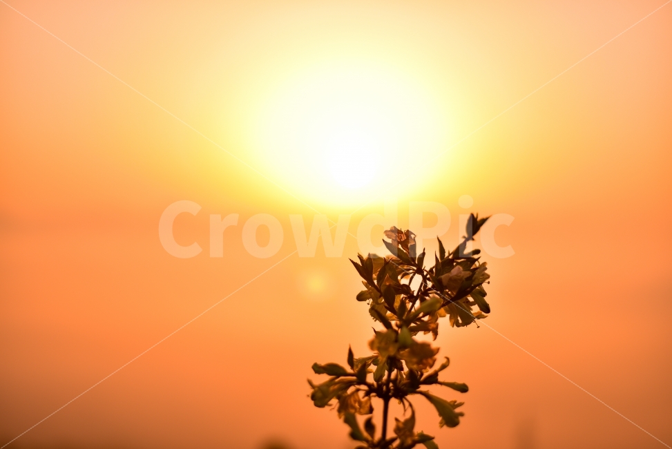 일출,운해,해돋이,자연,landscape,풍경,sunset,꽃,한송이,자연,풍경,nature,landscape,휴식,힐링,rest,relaxation,healing,식물,plants,꽃,flower,감성,sensible,feeling,sunlight,햇빛,light,빛,flare,플레어,outdoors,옥외