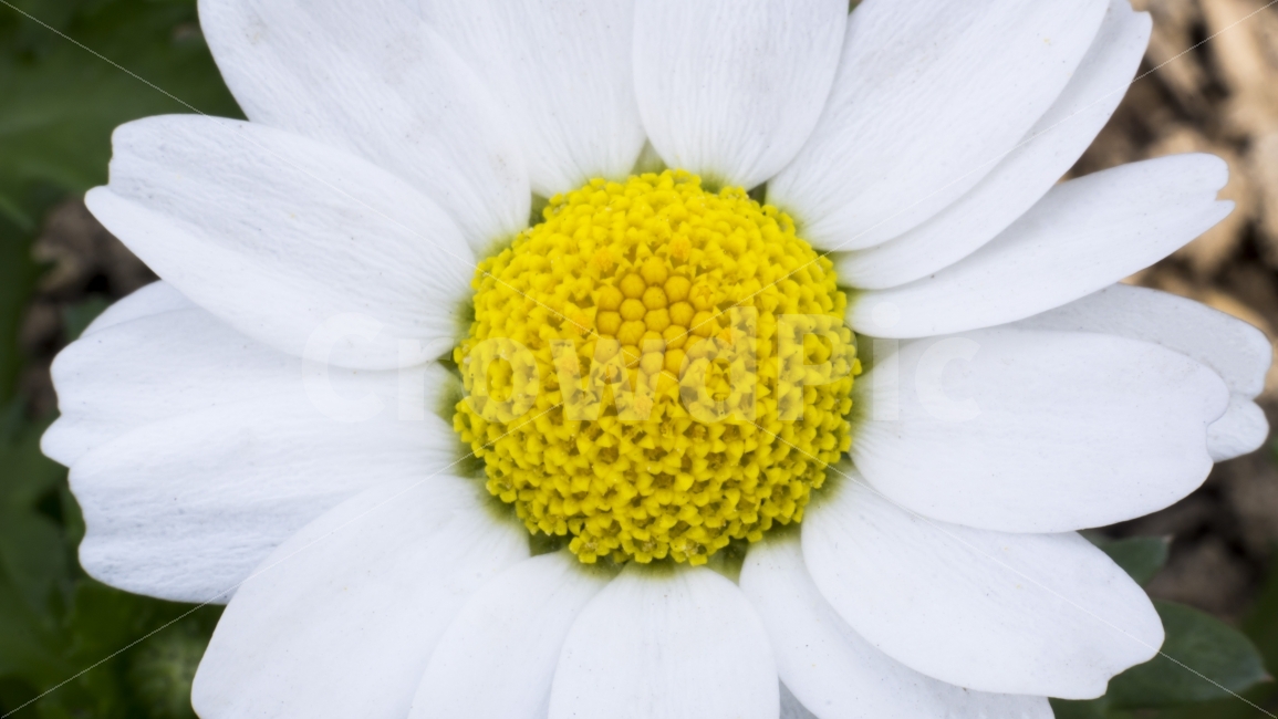 꽃,접사,꽃잎,흰색,봄,봄꽃,배경,이미지,식물,자연,plants,nature,꽃,flower