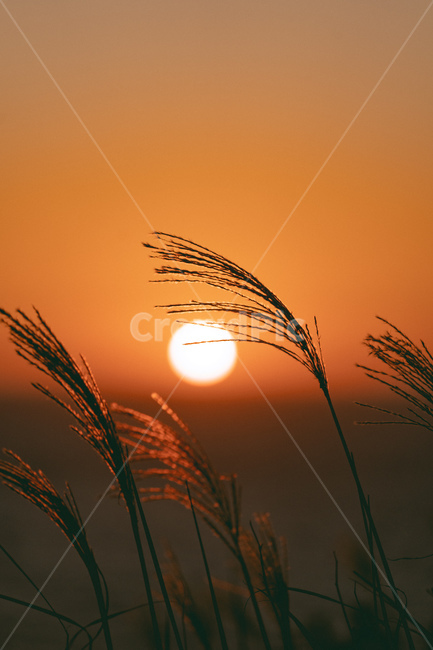 plant,식물,grass,잔디,light,빛,flare,플레어,sunlight,햇빛,노을,일몰,sunset,바다,수평선,sea,억새,자연,풍경,nature,landscape,outdoors,옥외