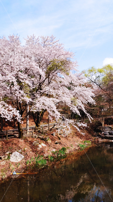 벚꽃,나무,풍경,배경,자연,꽃,식물,봄,계절,spring,season,plant,blossom,flower