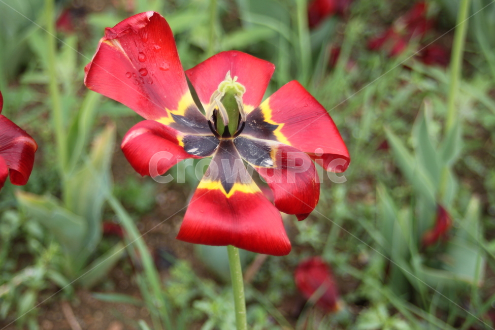 식물,flower,꽃,blossom,꽃잎,레드,petal,공원