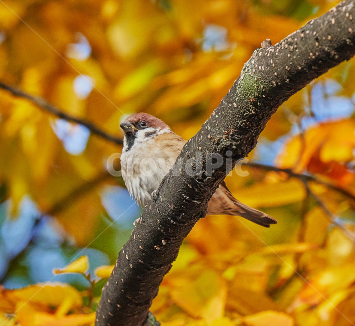 조류,참새,나뭇가지,가을,감성,가을,계절,fall,autumn,season,동물,animal,조류,새,birds